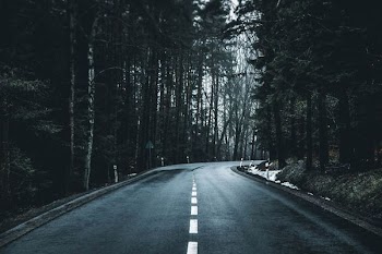 asphalt road in between green leafed trees