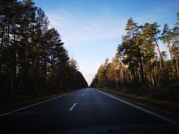 Asphalt Road In Between Trees