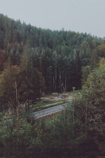 Asphalt Road in Between Trees