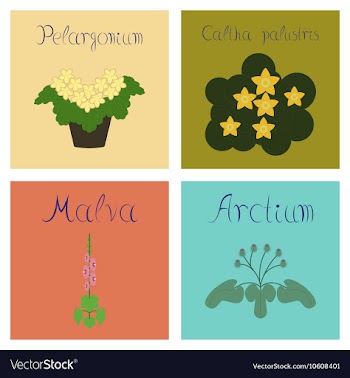 Assembly flat Arctium Malva Caltha vector image
