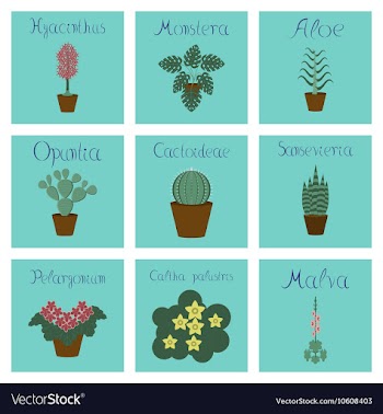 Assembly flat Arctium Malva Caltha vector image
