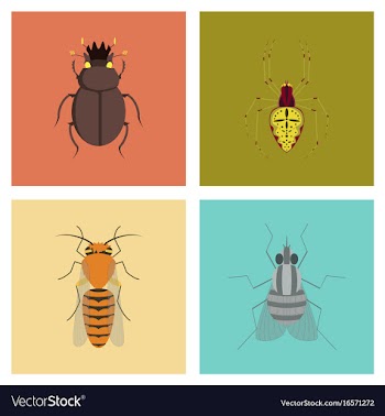 Assembly flat bug scarab araneus bee fly vector image