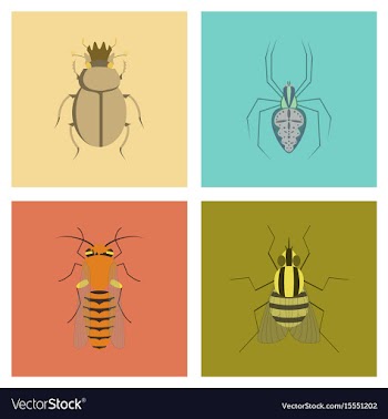 Assembly flat bug scarab araneus bee vector image
