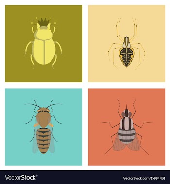 Assembly flat bug scarab araneus bee vector image