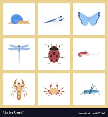 Assembly flat bug snail butterfly dragonfly vector image
