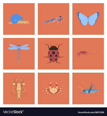 Assembly flat bug snail butterfly dragonfly vector image