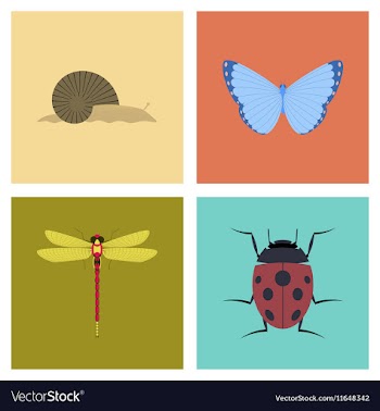 Assembly flat bug snail butterfly vector image