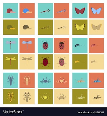 Assembly flat bug snail butterfly vector image