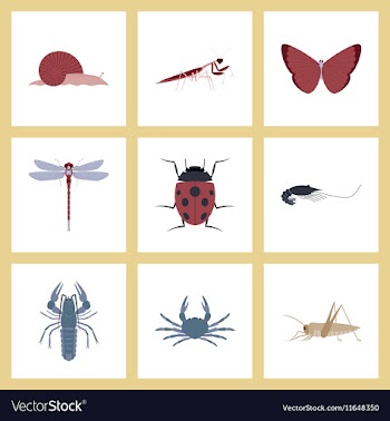 Assembly flat bug snail butterfly vector image