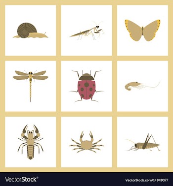 Assembly flat bug snail butterfly vector image