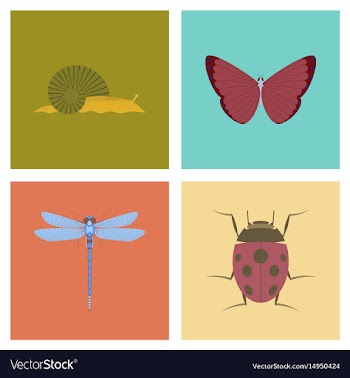 Assembly flat bug snail butterfly vector image