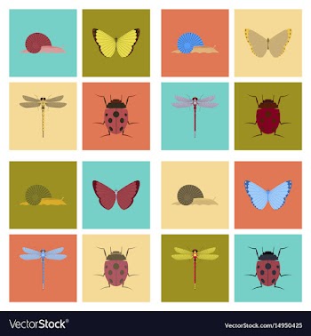 Assembly flat bug snail butterfly vector image