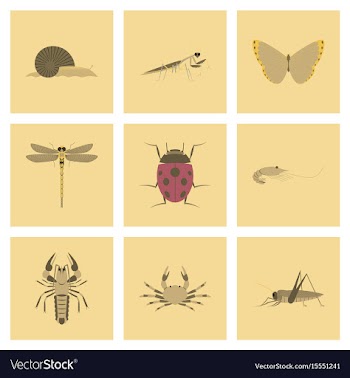 Assembly flat bug snail butterfly vector image