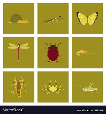 Assembly flat bug snail butterfly vector image