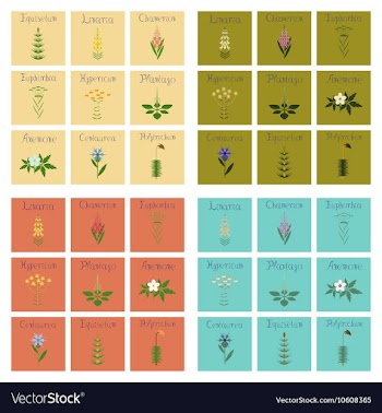 Assembly flat Chamerion Linaria vector image