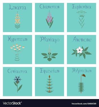 Assembly flat Chamerion Linaria vector image