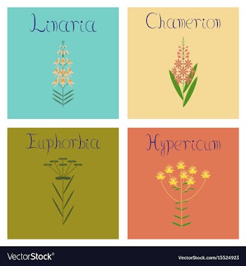 Assembly flat chamerion linaria vector image