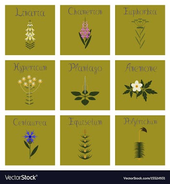 Assembly flat chamerion linaria vector image