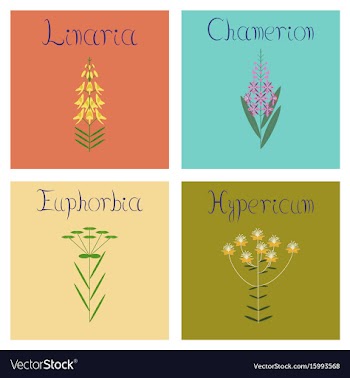 Assembly flat chamerion linaria vector image