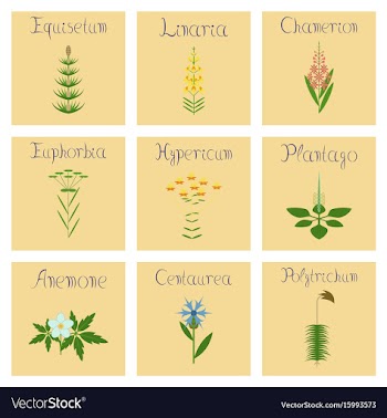 Assembly flat chamerion linaria vector image