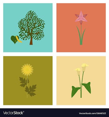 Assembly flat flower calla aster vector image