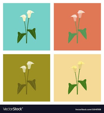 Assembly flat flower calla vector image