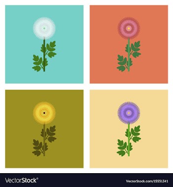 Assembly flat flower chrysanthemum vector image