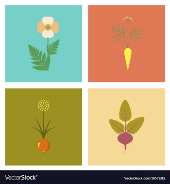 Assembly flat flower papaver daucus carota allium vector image