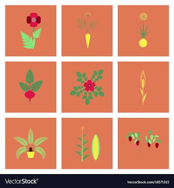 Assembly flat flower papaver daucus carota allium vector image