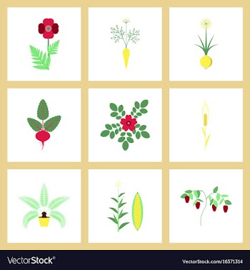 Assembly flat flower papaver daucus carota allium vector image