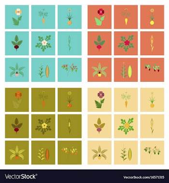 Assembly flat flower papaver daucus carota allium vector image