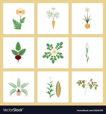 Assembly flat flower papaver daucus vector image