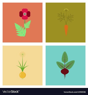 Assembly flat flower papaver daucus vector image