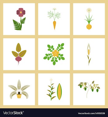 Assembly flat flower papaver daucus vector image