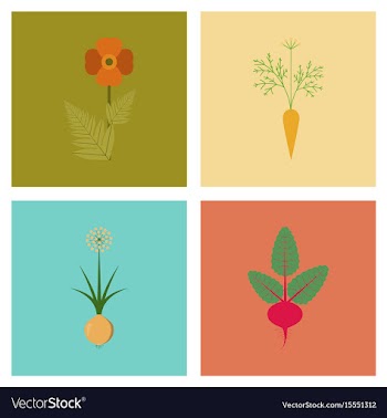 Assembly flat flower papaver daucus vector image
