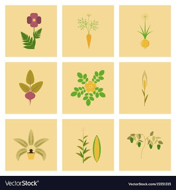 Assembly flat flower papaver daucus vector image