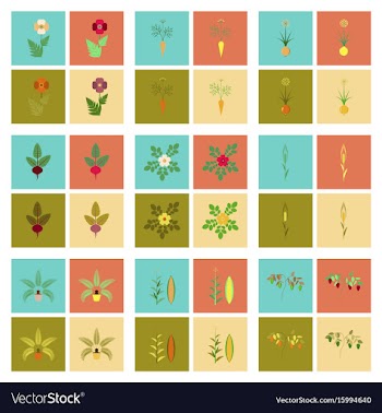 Assembly flat flower papaver daucus vector image
