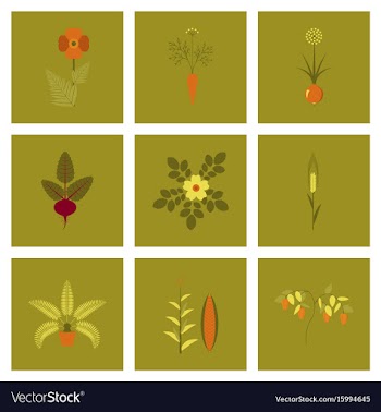 Assembly flat flower papaver daucus vector image