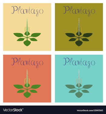 Assembly flat healthy plant plantago vector image