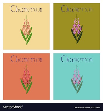 Assembly flat herbal chamerion vector image