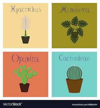 Assembly flat Hyacinthus Monstera vector image