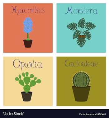 Assembly flat hyacinthus monstera vector image