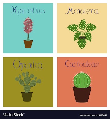Assembly flat hyacinthus monstera vector image