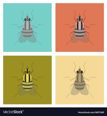 Assembly flat insect fly vector image
