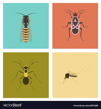 Assembly flat insect wasp soldier bug ant mosquito vector image