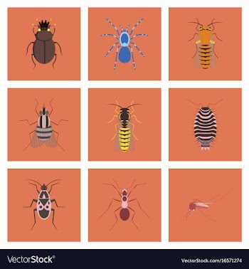 Assembly flat insect wasp soldier bug ant vector image