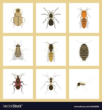 Assembly flat insect wasp soldier vector image