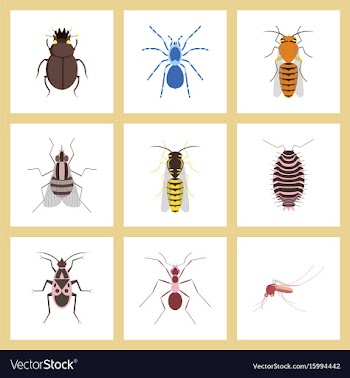 Assembly flat insect wasp soldier vector image