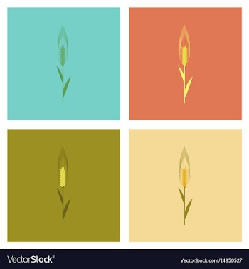 Assembly flat natural triticum vector image