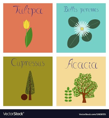 Assembly flat nature Cupressus vector image